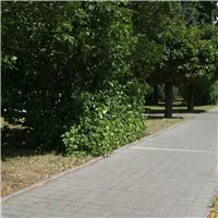 SEMMELROCK CITYTOP Piko / dlažba se zkosenou hranou 10x10x6 cm - šedá