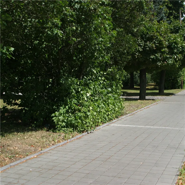 SEMMELROCK CITYTOP Kvadrant / dlažba se zkosenou hranou 20x20x6 cm - šedá